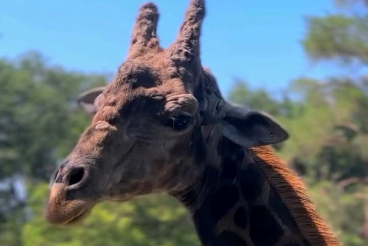  instagram.com/almatyzoo