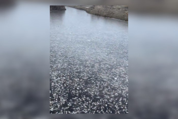 Фотография к новости: Массовый замор рыбы обнаружен в Атырауской области