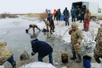Фотография к новости: 1,8 млн штук молоди рыб спасли на водоканале в Атырауской области