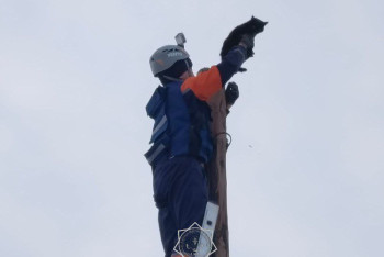 Фотография к новости: В Семее сотрудники МЧС провели операцию по спасению кота