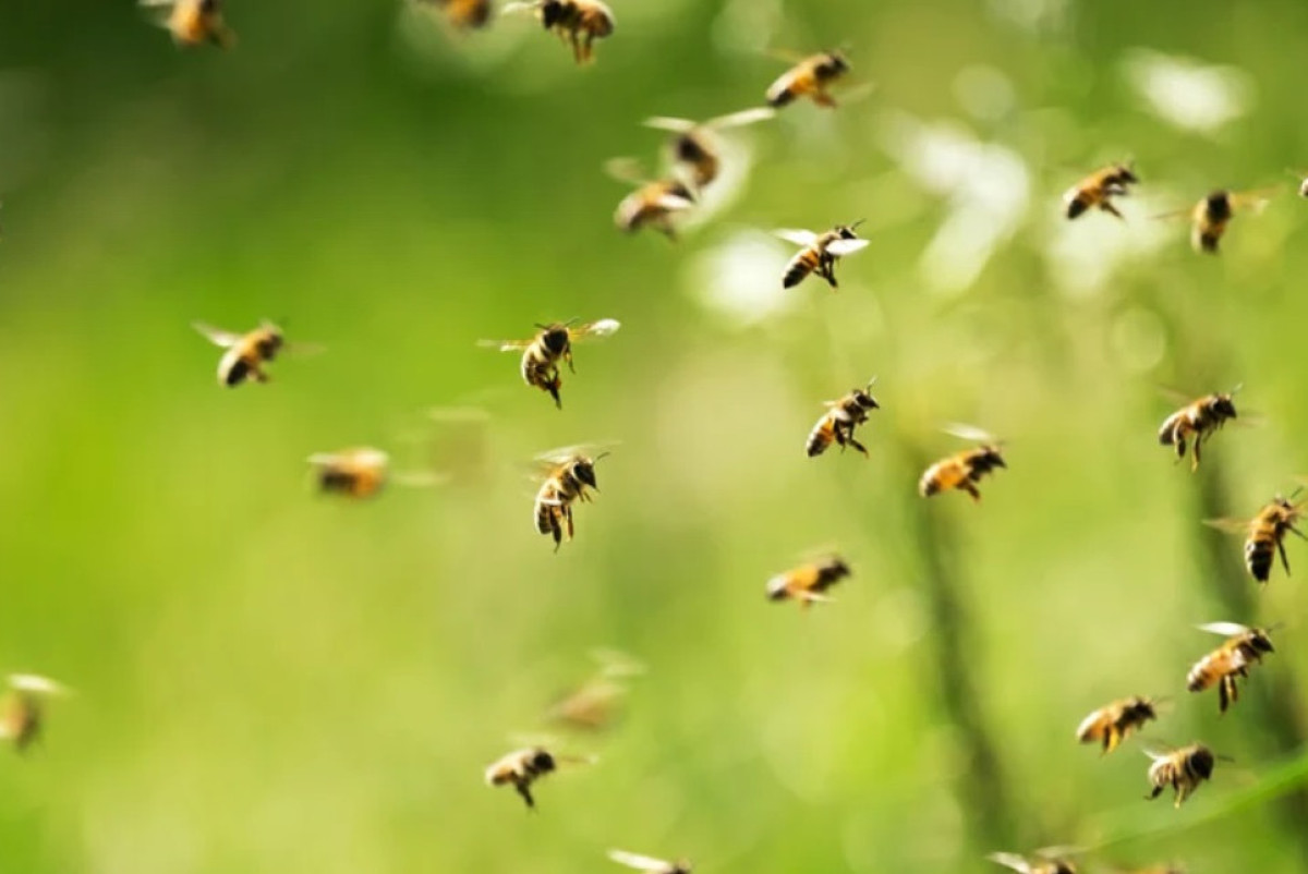  Shutterstock/FOTODOM