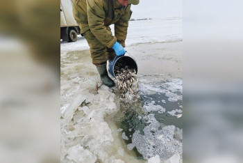 Фотография к новости: 6,4 млн штук молоди рыб спасли в Атырауской области