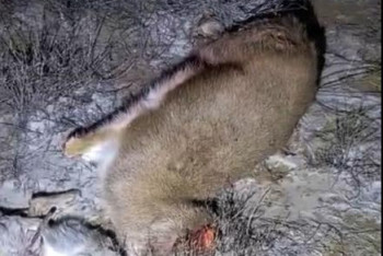 Фотография к новости: Краснокнижного джейрана застрелили в Алматинской области