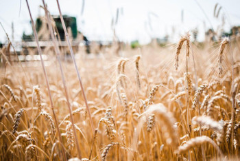 Фотография к новости: Инновации и рекорды: Казахстан поднимает аграрный сектор на новый уровень