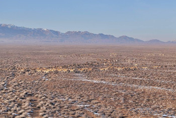 Фотография к новости: Краснокнижных животных подсчитали в нацпарке Алтын-Эмель
