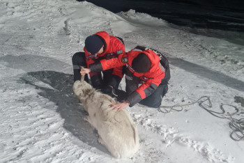 Фотография к новости: Спасатели вызволили застрявшего в снегу сайгака и отпустили его на волю