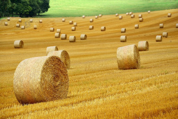 Фотография к новости: Посевные площади в Казахстане увеличат до 23,8 млн га