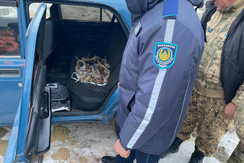 Фотография к новости: Браконьеров с рогами сайгаков задержали в Кызылординской области