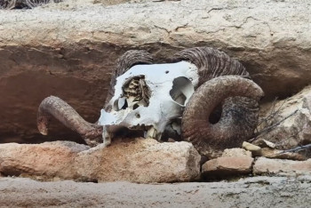 Фотография к новости: Путешественница показала жуткие находки в пещерах Мангистау