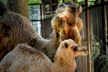 Фотография к новости: Информацию о переезде Алматинского зоопарка прокомментировали в акимате