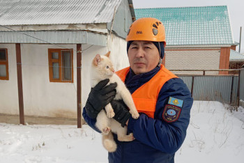 Фотография к новости: Жители Актобе вызвали спасателей из-за кота