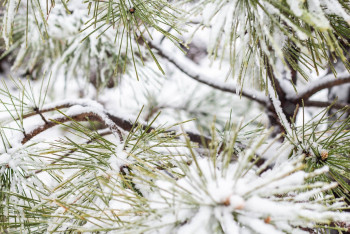 Фотография к новости: Снежные дни с метелью прогнозируются в Казахстане