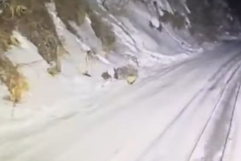 Фотография к новости: Индийский дикобраз устроил ночные гонки с водителем в горах Алматы