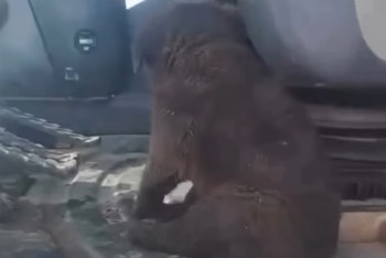 Фотография к новости: Трогательное видео: Экскаваторщик на трассе спас щенка с переломом