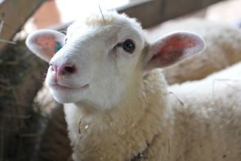 Фотография к новости: Катал барана на санках: жителя Актау обвиняют в жестоком обращении с животным