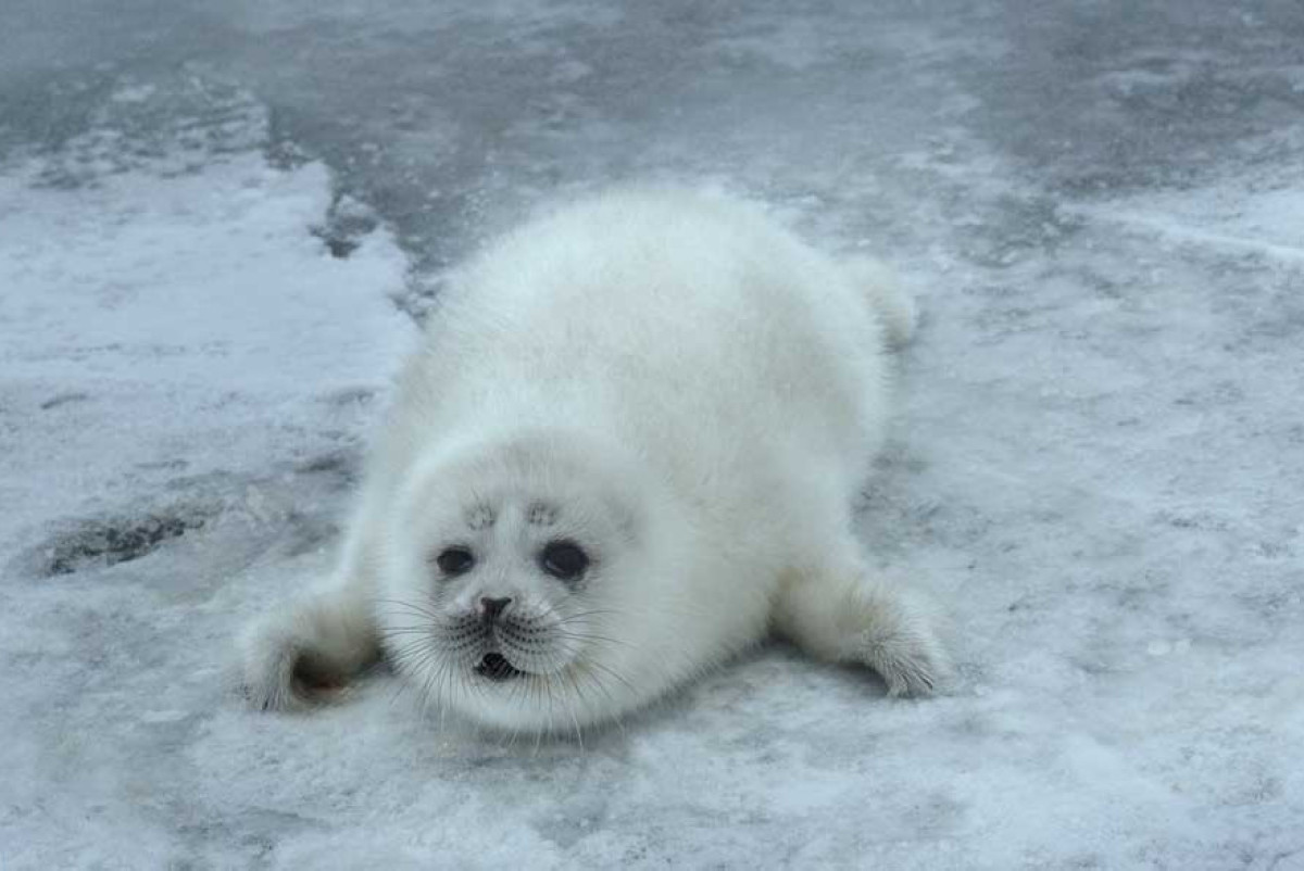  иллюстрация rgo.ru