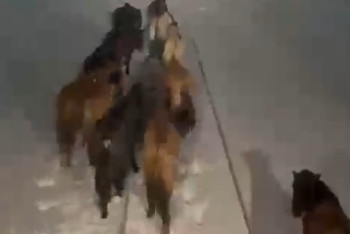 Фотография к новости: Машинисту удалось спасти табун лошадей от наезда поезда в Атырауской области