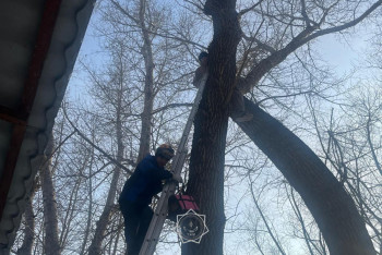 Фотография к новости: Спасать любителя животных пришлось сотрудникам МЧС в Павлодаре