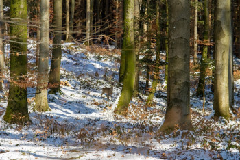 Фотография к новости: В горах Алматы биолог заснял редких животных