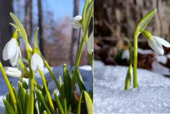 Фотография к новости: Подснежники расцвели в ботаническом саду Алматы