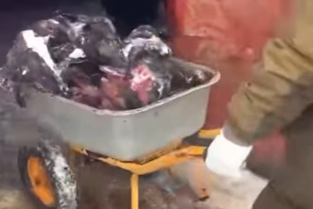 Фотография к новости: Мертвечиной торговал астанчанин в рамазан