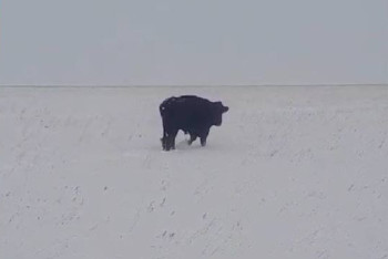 Фотография к новости: Пропавшего год назад быка нашли на острове в СКО