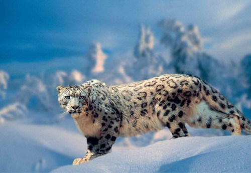 Фотография к новости: Браконьерство, ЛЭП и климат: почему численность редких животных продолжает сокращаться в Казахстане