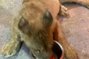 Фотография к новости: В подсобке автосервиса в Астане нашли львенка