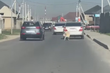 Фотография к новости: В Шымкенте окровавленную собаку тянули на цепи за автомобилем