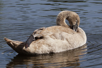 Фотография к новости: Операцию по спасению лебедя организовали в Мангистау