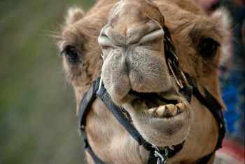 Фотография к новости: Верблюд едва не затоптал человека на празднестве в Балхаше