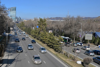 Фотография к новости: 300 крупномерных деревьев высадили на проспекте аль-Фараби в Алматы