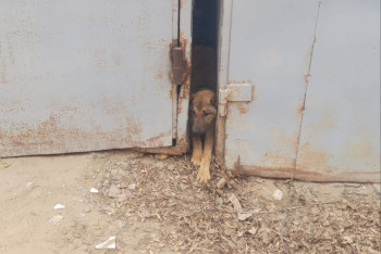 Фотография к новости: Застрявшей между гаражами собаке пришли на помощь спасатели в Кызылорде