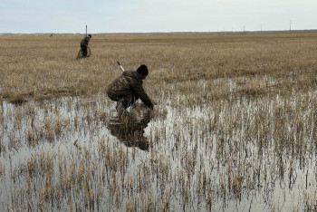 Фотография к новости: В Костанайской области спасают рыбу после разлива водоема