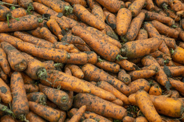 Фотография к новости: Нехватка холодильников и конкуренция из России: как Павлодарская область теряет миллионы на моркови