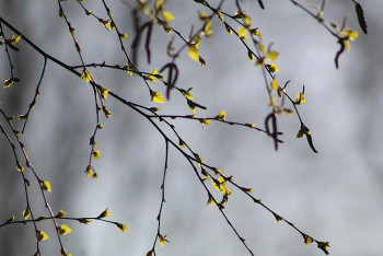 Фотография к новости: Какая погода ждет казахстанцев в апреле