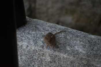 Фотография к новости: Акимат Астаны объявил войну крысам