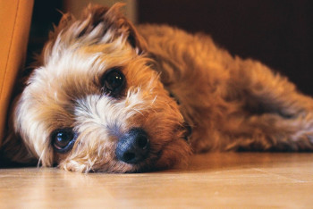 Фотография к новости: Неизвестные сожгли щенка в будке в Усть-Каменогорске