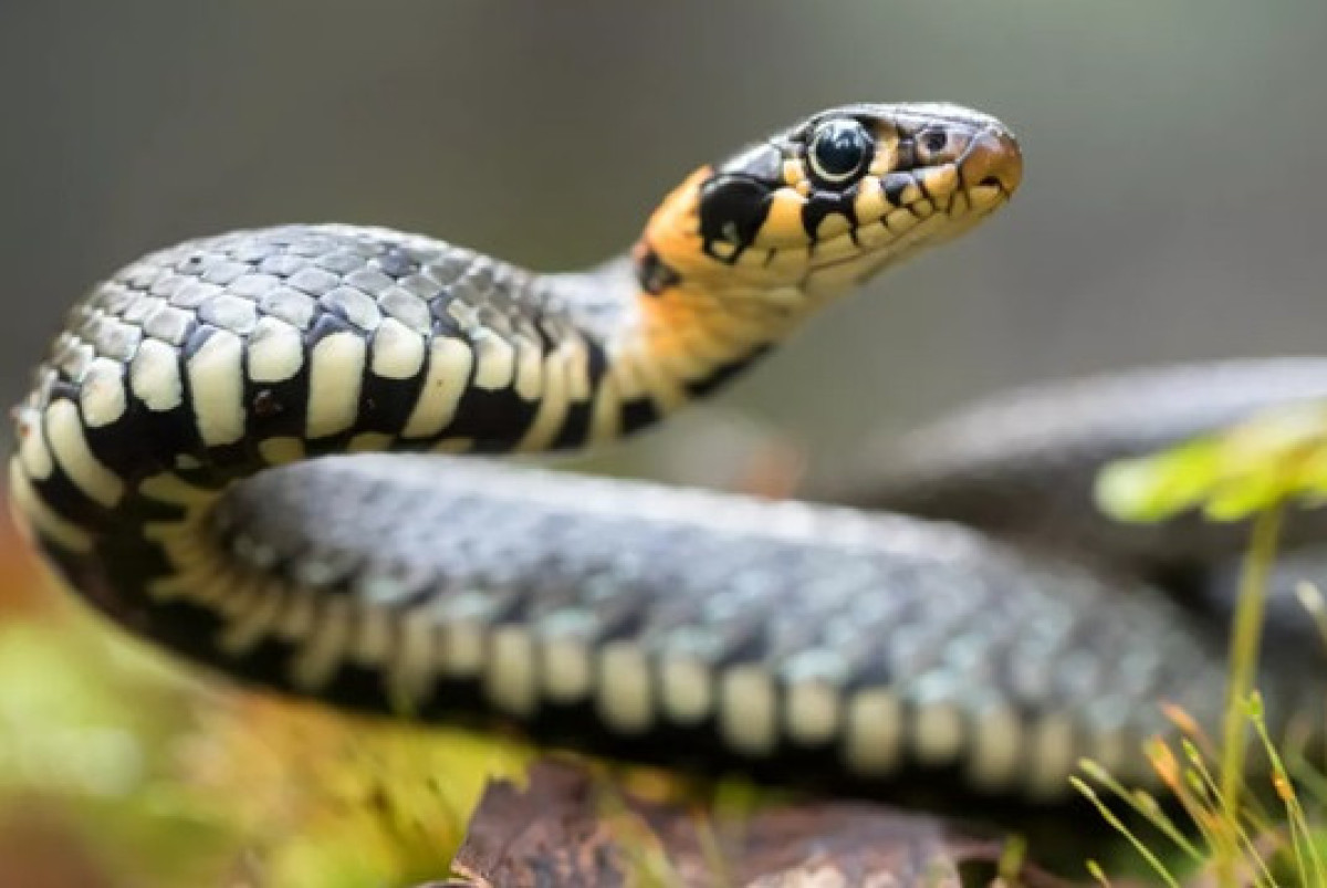  iStock.com / DamianKuzdak