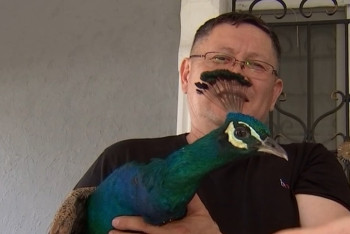 Фотография к новости: Алматинец спас павлина и не знает, что с ним теперь делать