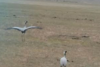 Фотография к новости: Редкую птицу заметили в нацпарке Алматы