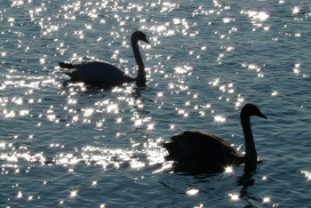 Фотография к новости: Нефтяники спасли лебедей в Жанаозене