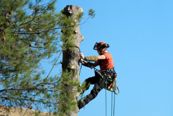 Фотография к новости: Обрезать кроны деревьев запретил аким Костанайской области