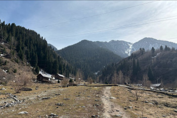 Фотография к новости: Краснокнижные абрикосы зацвели в Иле-Алатауском нацпарке