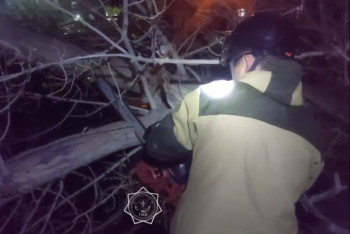 Фотография к новости: Дерево рухнуло на два автомобиля в Балхаше