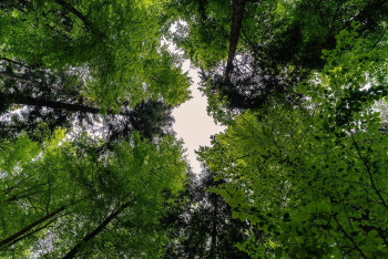 Фотография к новости: 11 млрд тенге не хватает для авиационной охраны лесов