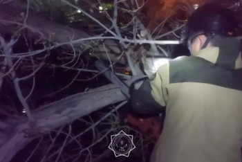 Фотография к новости: В Балхаше дерево рухнуло на припаркованные авто