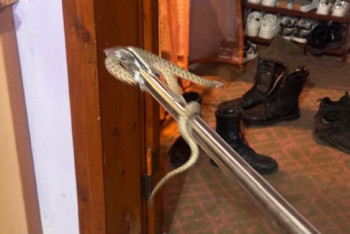 Фотография к новости: Змея заползла в дом жителей Тараза