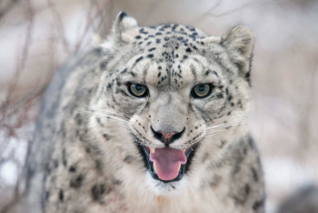 Фотография к новости: Уникальный хищник вернулся в Туркестанскую область