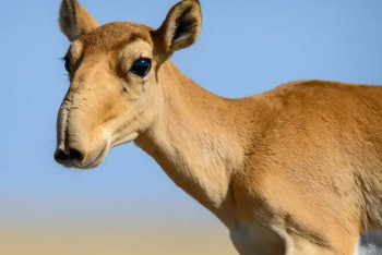 Фотография к новости: "Не боится ни дронов, ни мотоциклов": аграрии Костанайской области бьют тревогу